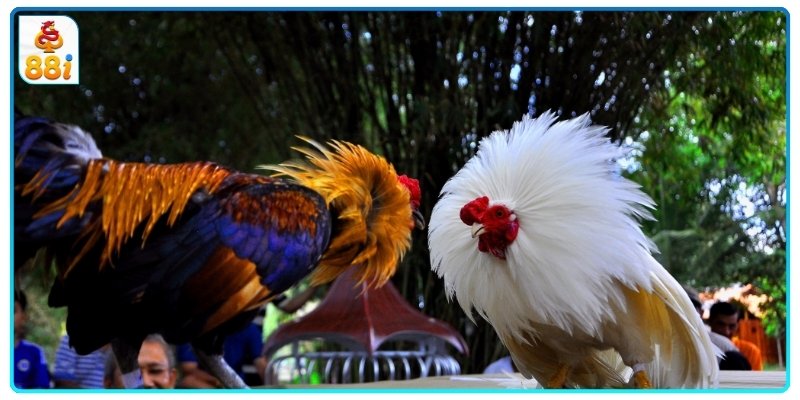 Hãy kiểm tra kỹ lưỡng độ cân bằng giữa hai chân gà