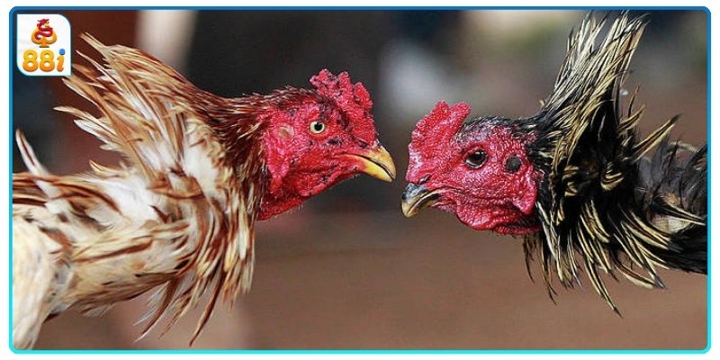 Lợi ích tăng độ bền gia và độ chịu đòn lì lợm